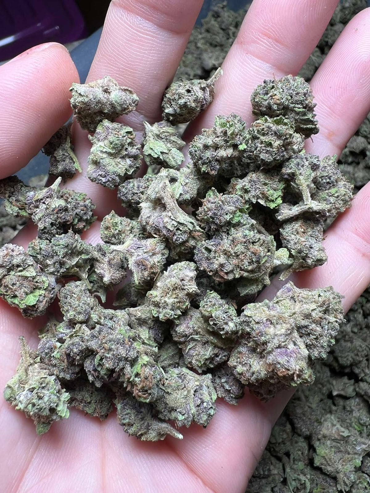 Cannabis Phipun Of Countryman