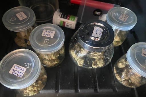 GURU 420