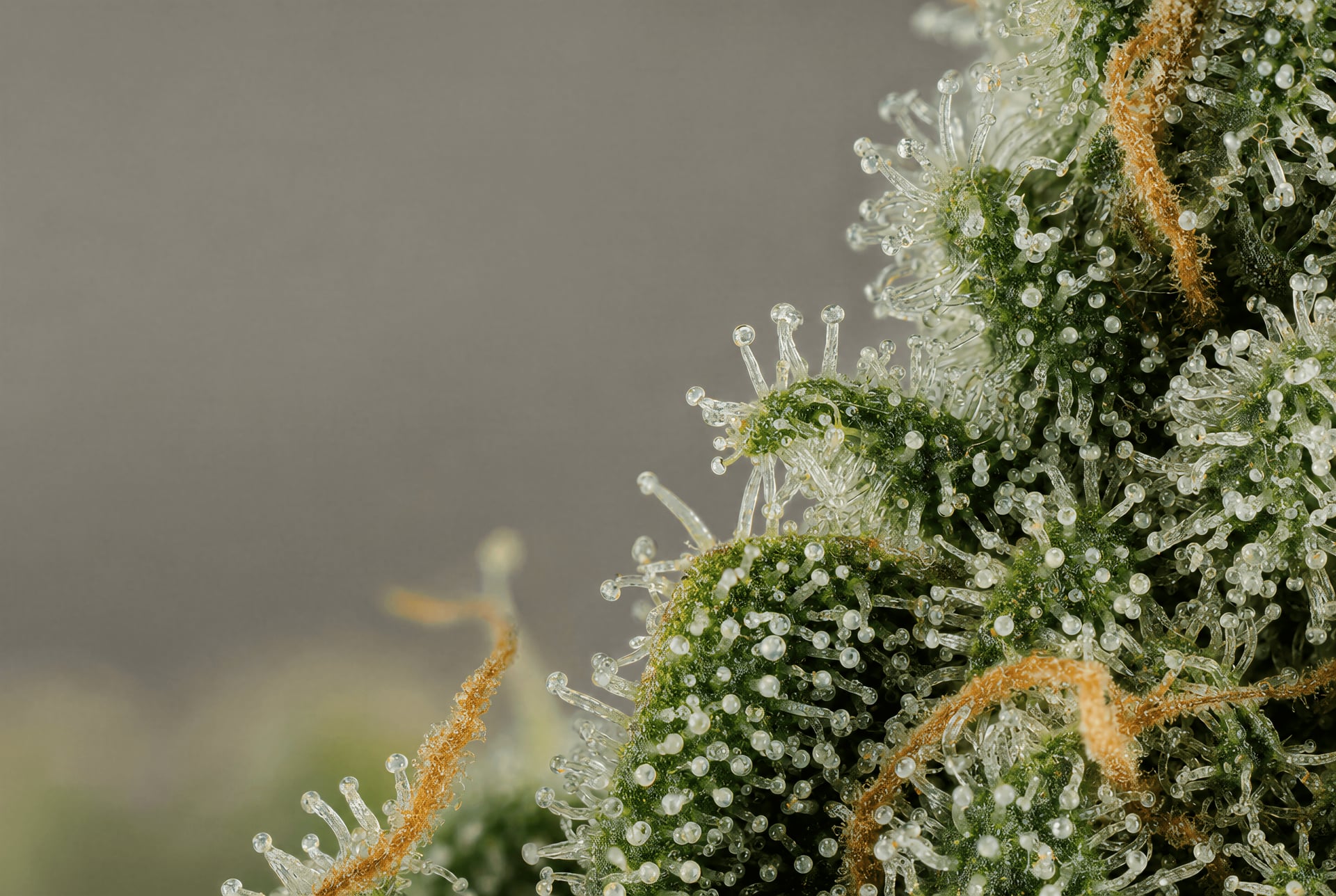 Cannabis'te Geraniol Terpeni: Etkiler ve Kanıtlar
