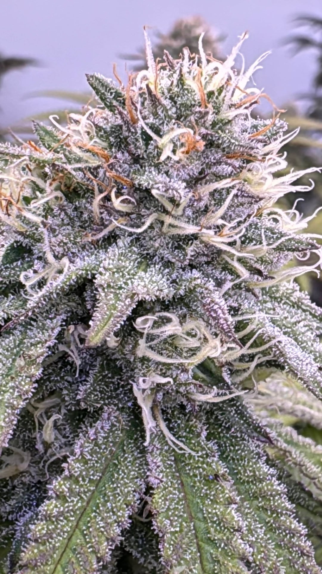 Family Weed Farm
