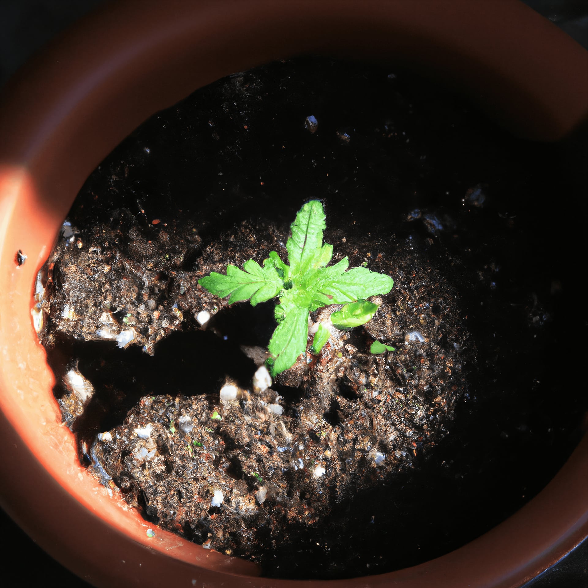 Cannabis Anbau Leipzig e.V