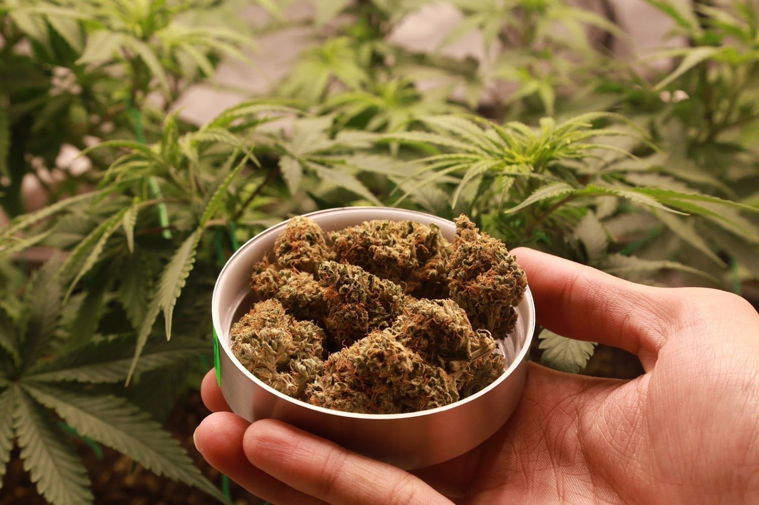 BoomBloomSoil.cannabis