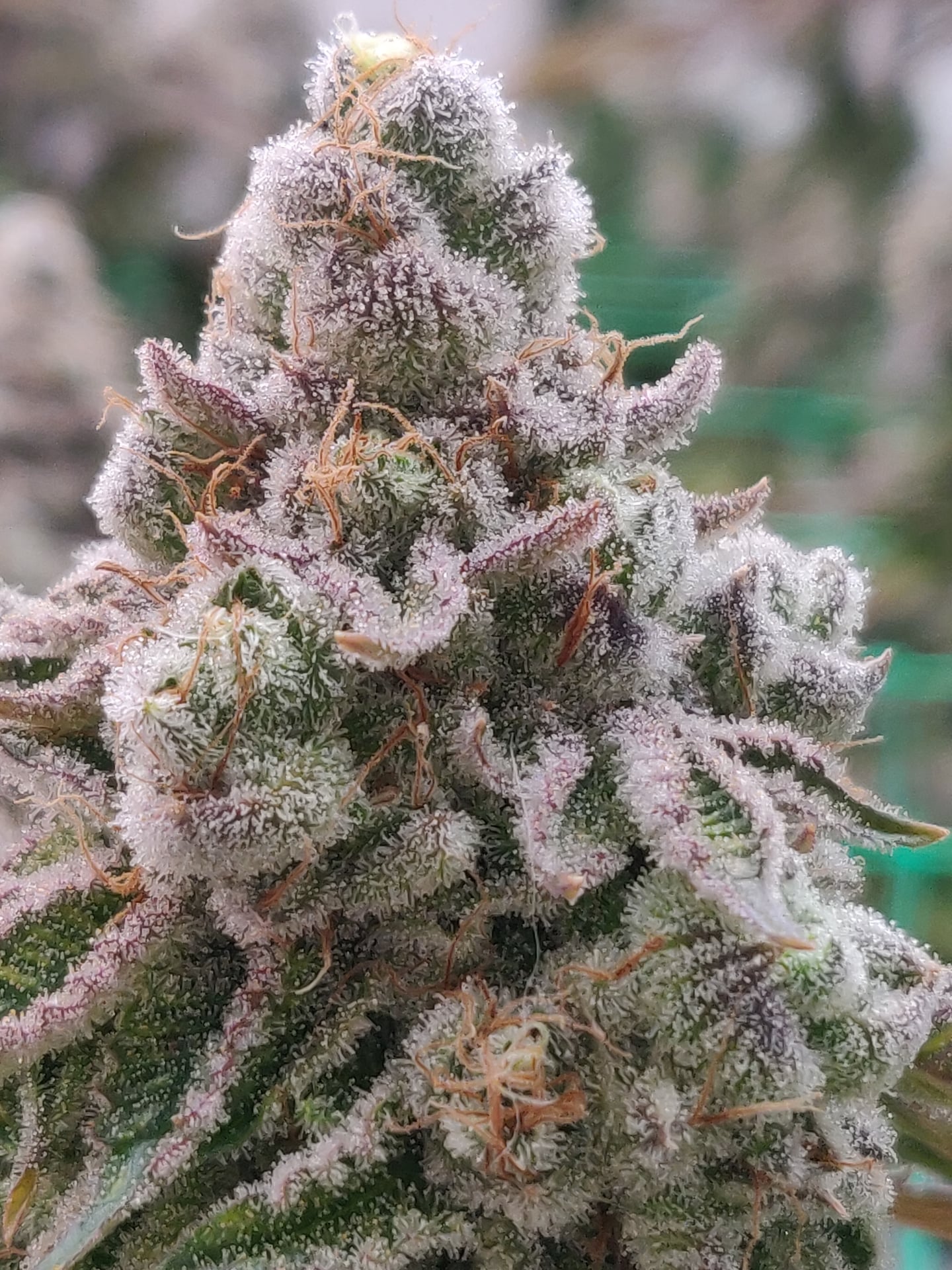 AP Cannabis Farm