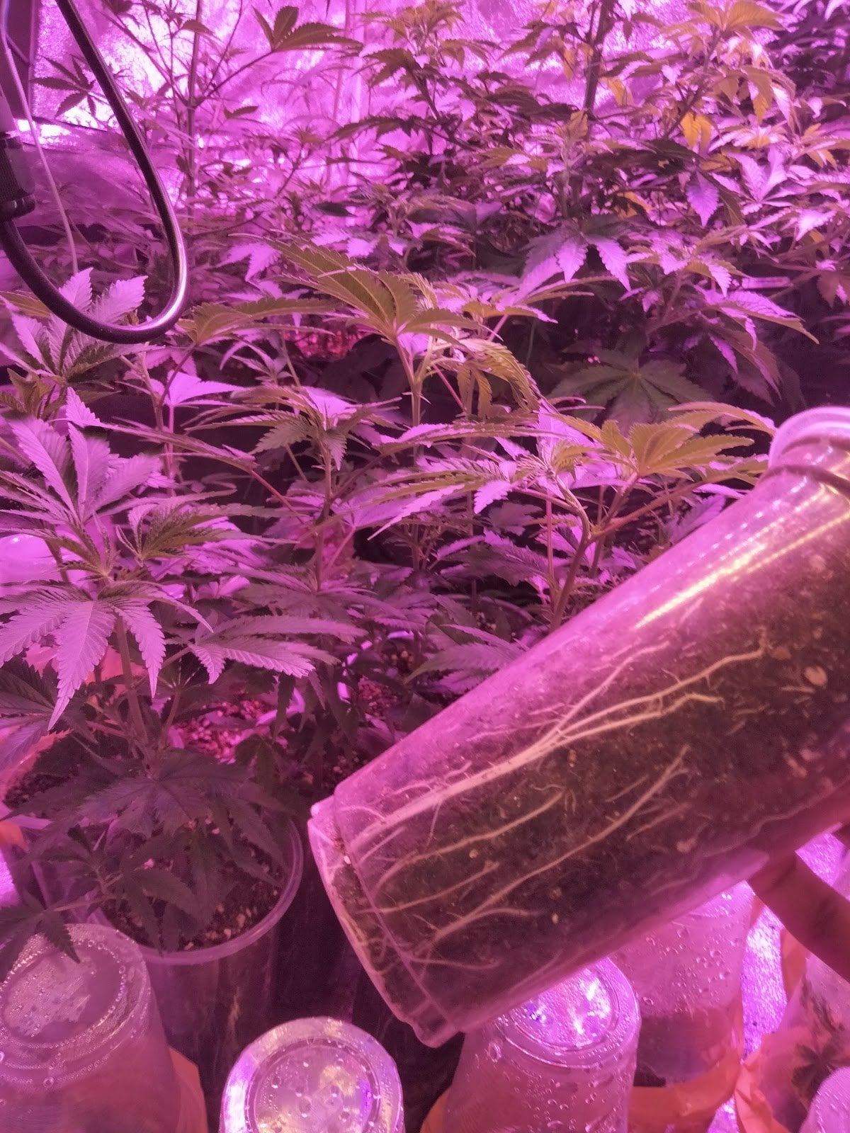 Green Sons Top Bud's Farm