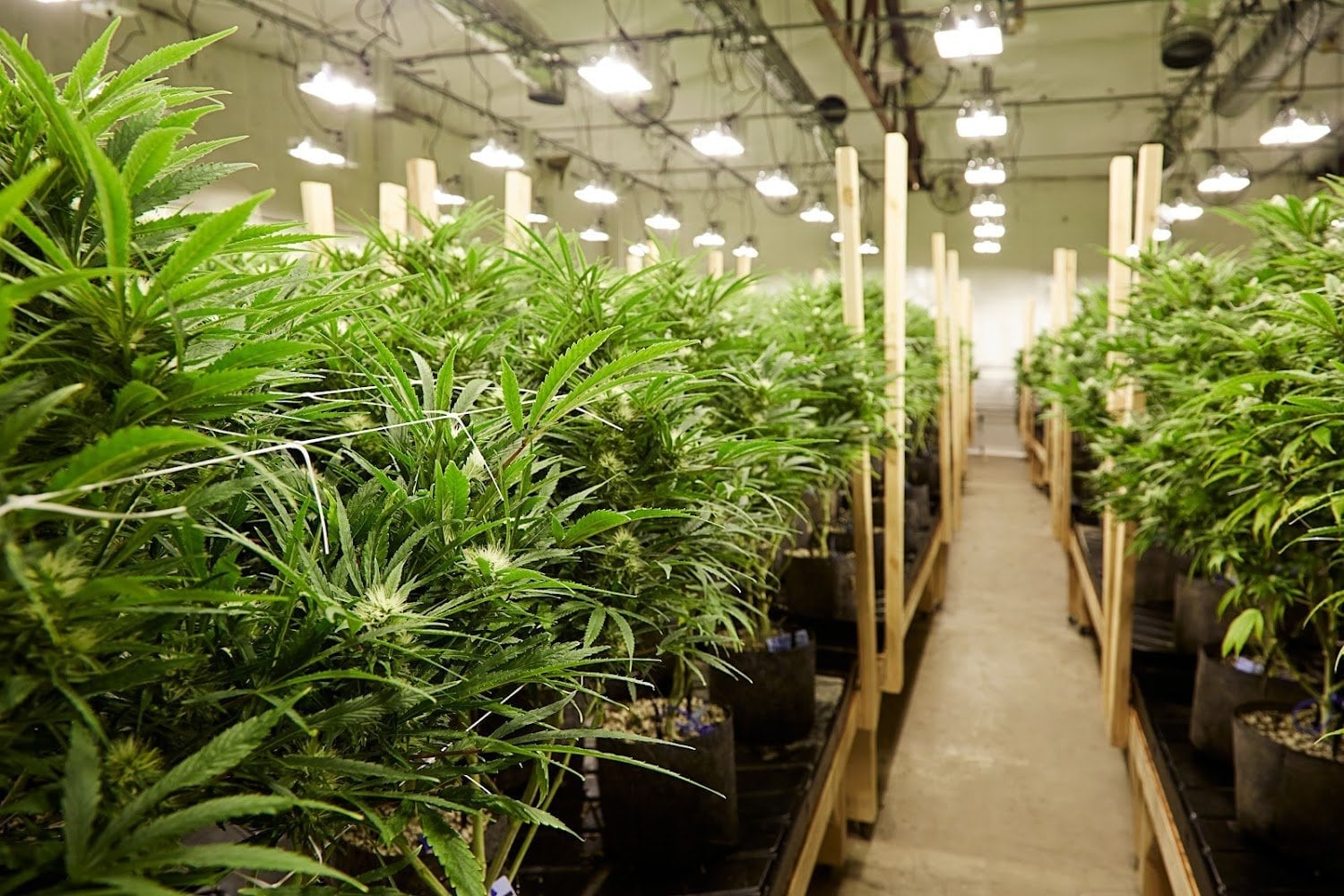 WPS Group Hemp Farm Research Station
