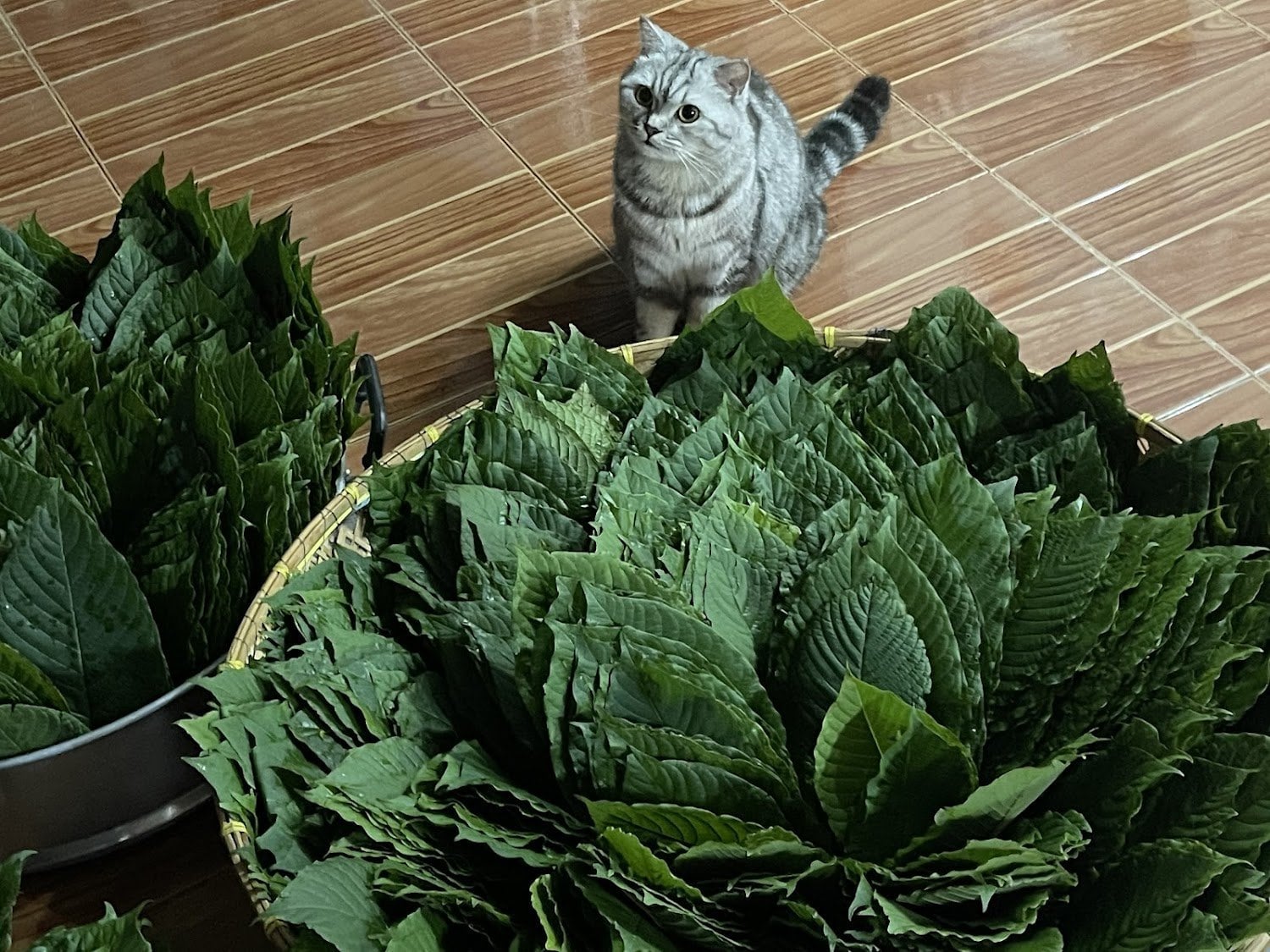 Cannabis byKORN