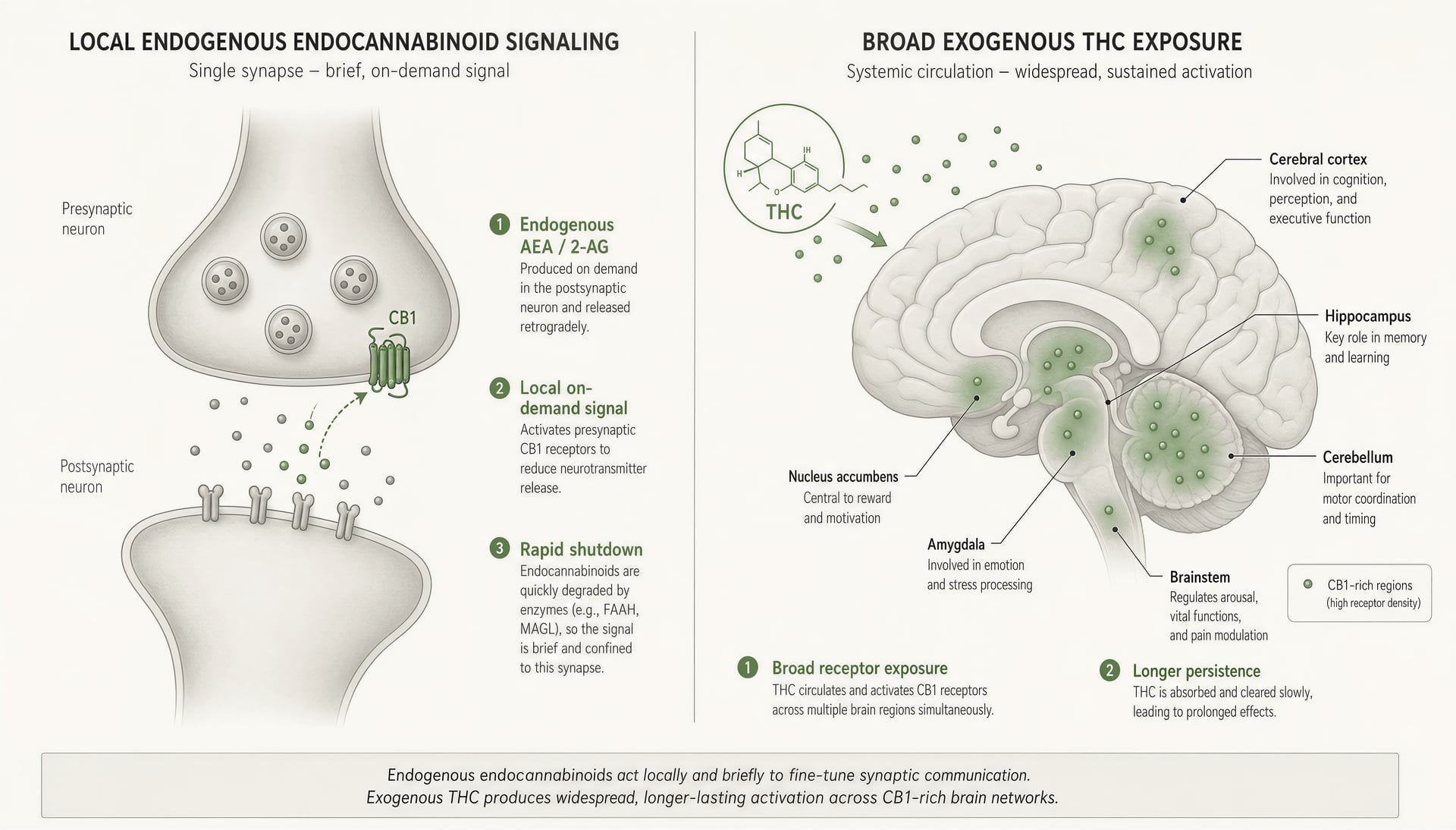 Split schematic comparing localized endocannabinoid signalling at a synapse with widespread THC exposure across the brain