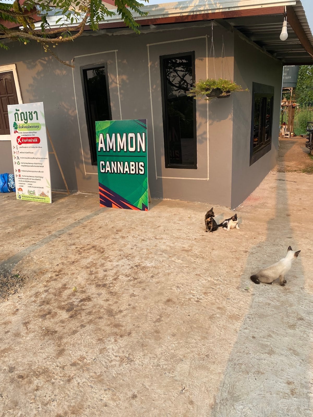 Ammon Cannabis