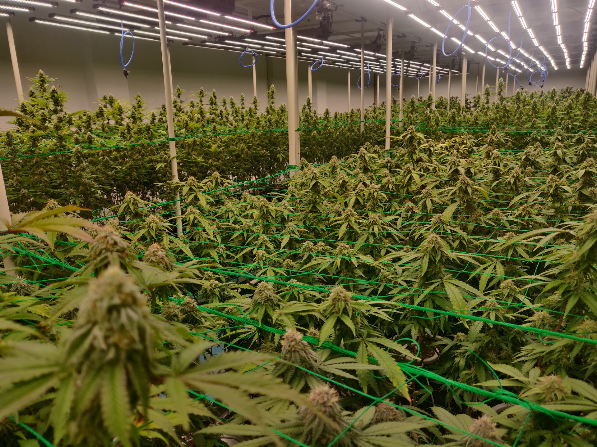 AP Cannabis Farm