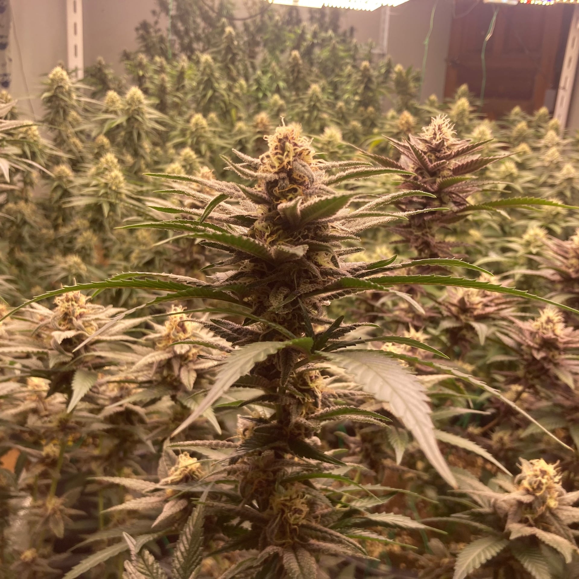 Top Strain Cannabis