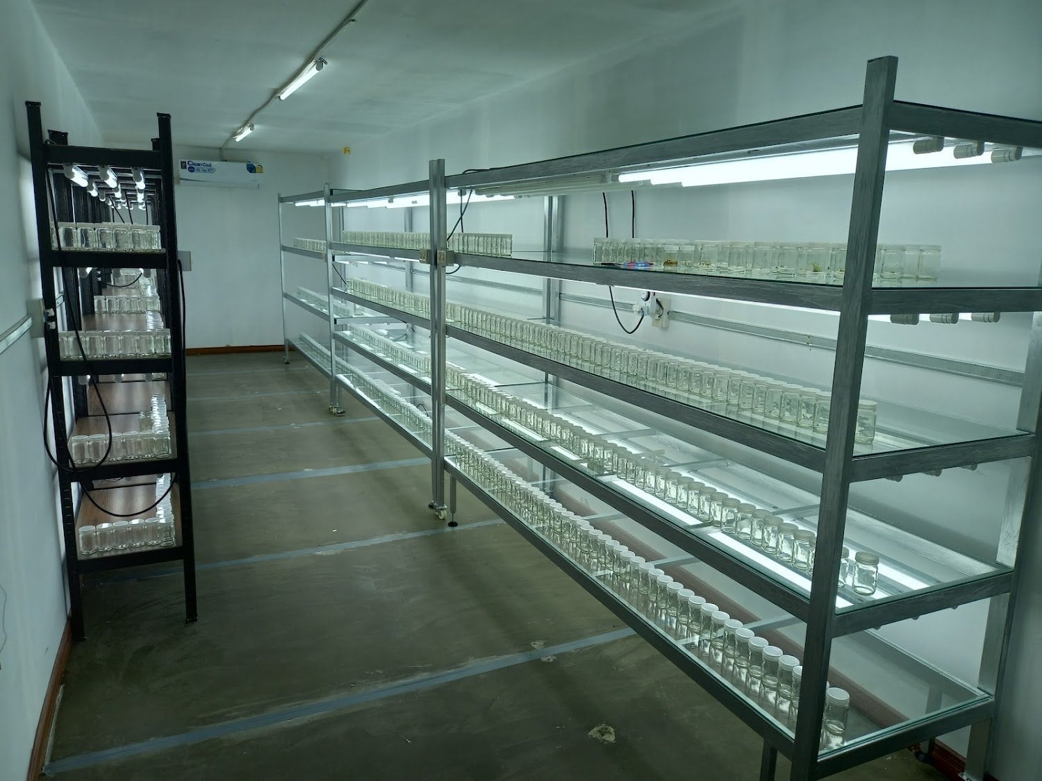 Plant Tissue Culture N Bualamphu