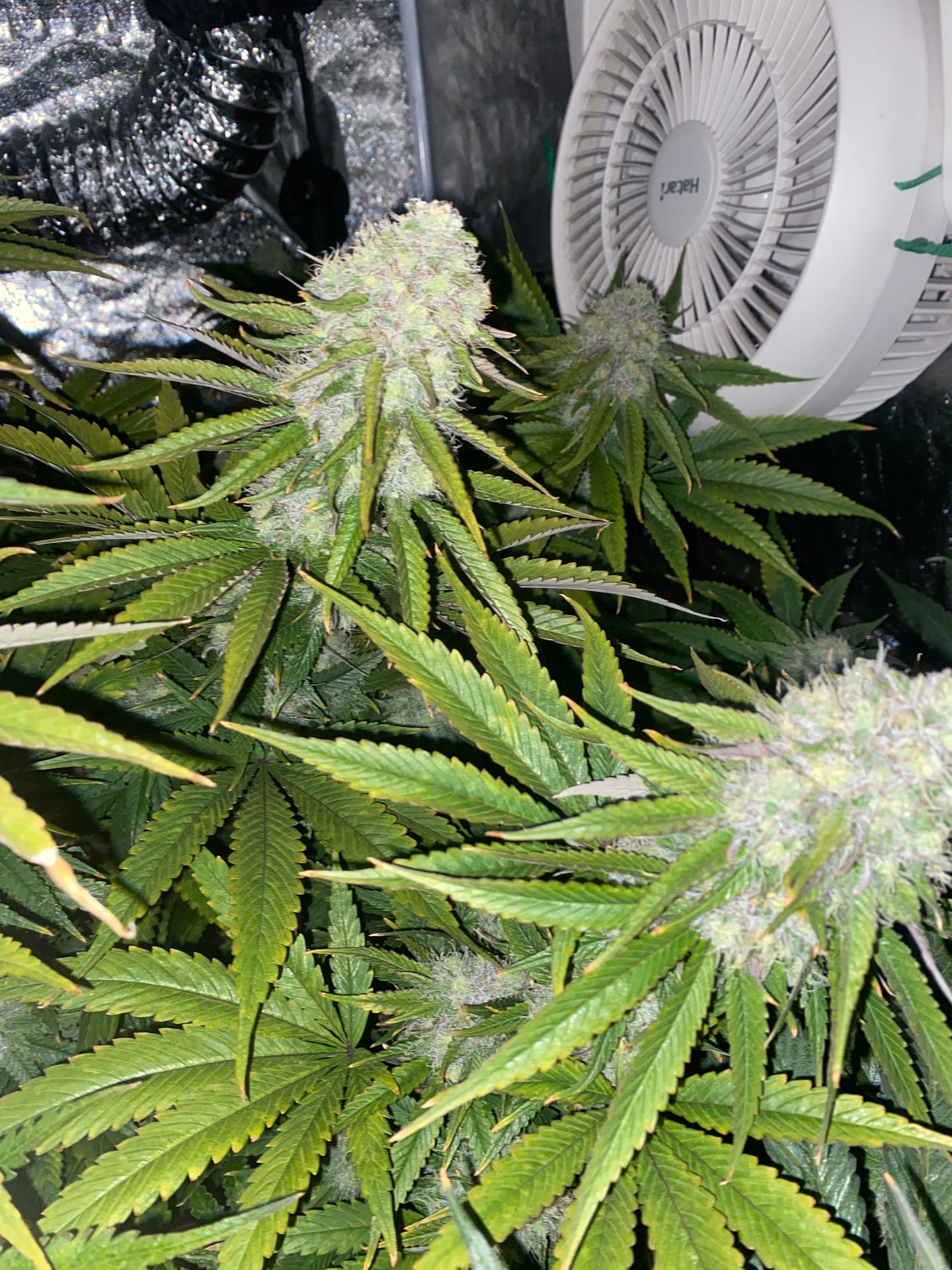 Bubba Cannabis Homegrow Nonthaburi