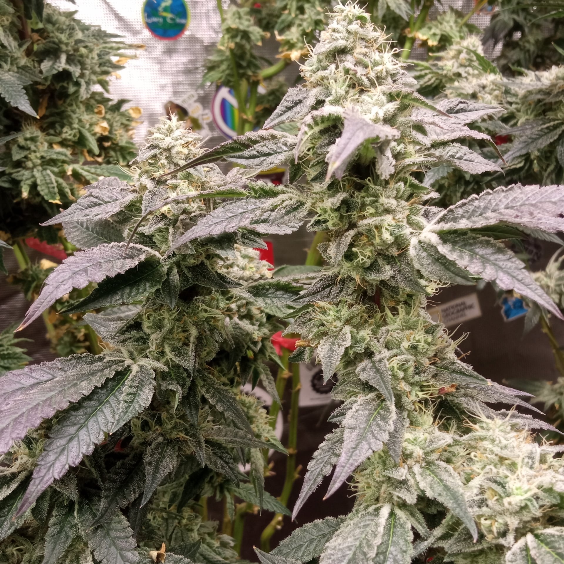 Super ' S Weed
