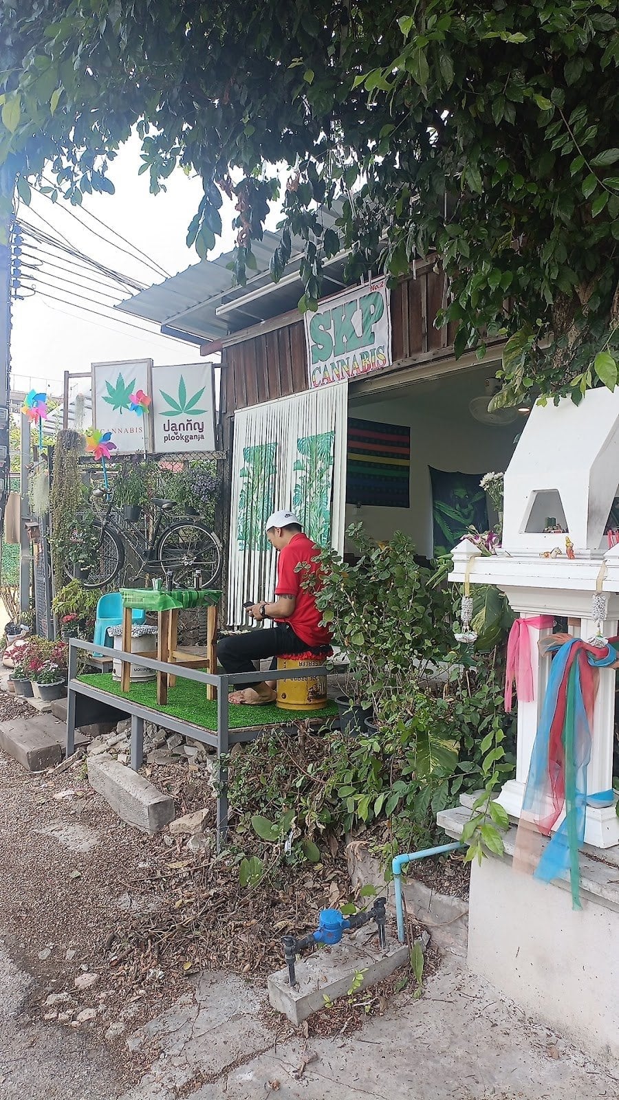SKP Cannabis 2 - Weed Dispensary Chiang Mai