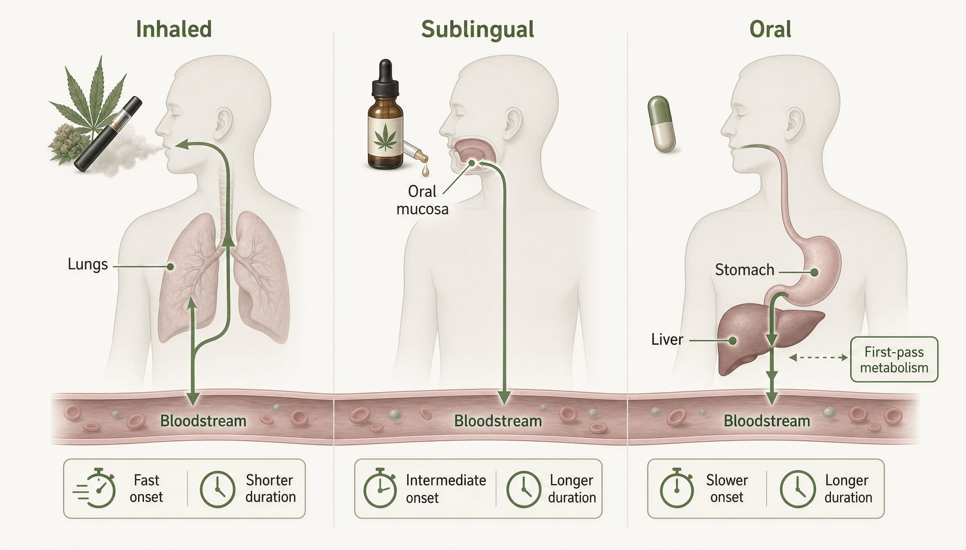 Schematic comparing inhaled, sublingual, and oral cannabinoid absorption pathways.