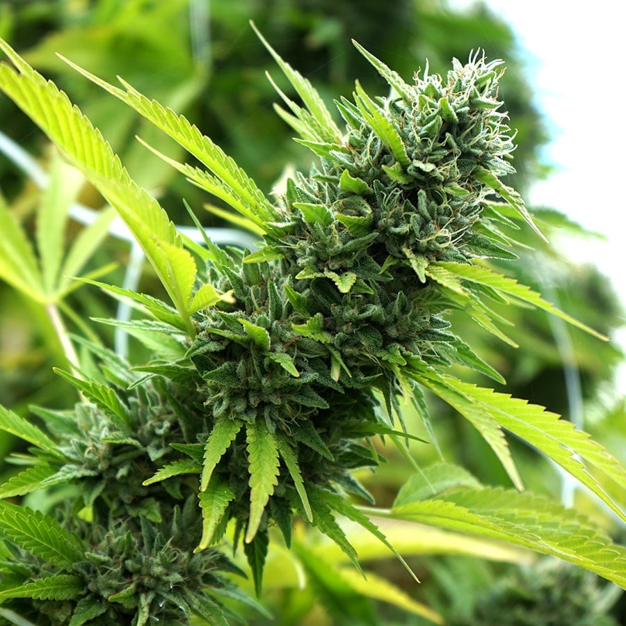 Ganja Giant 2, Pranburi