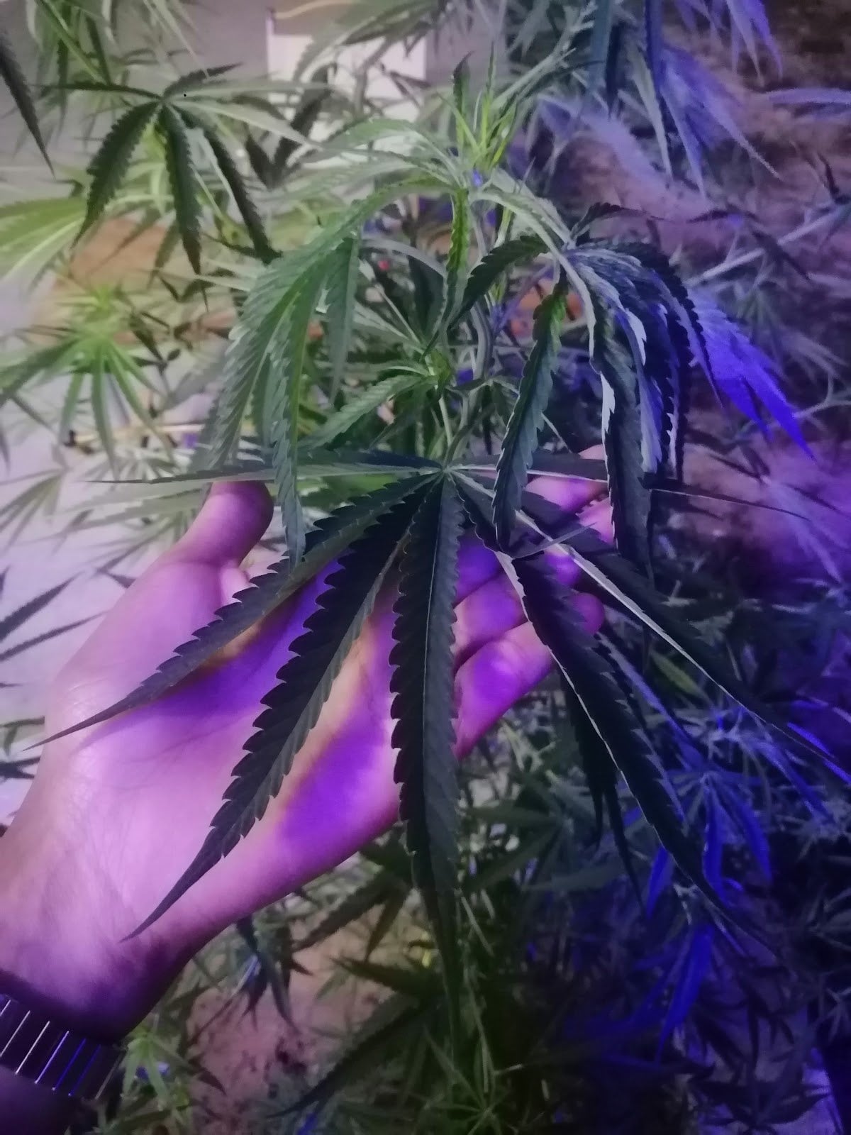 Thapkad Cannabis