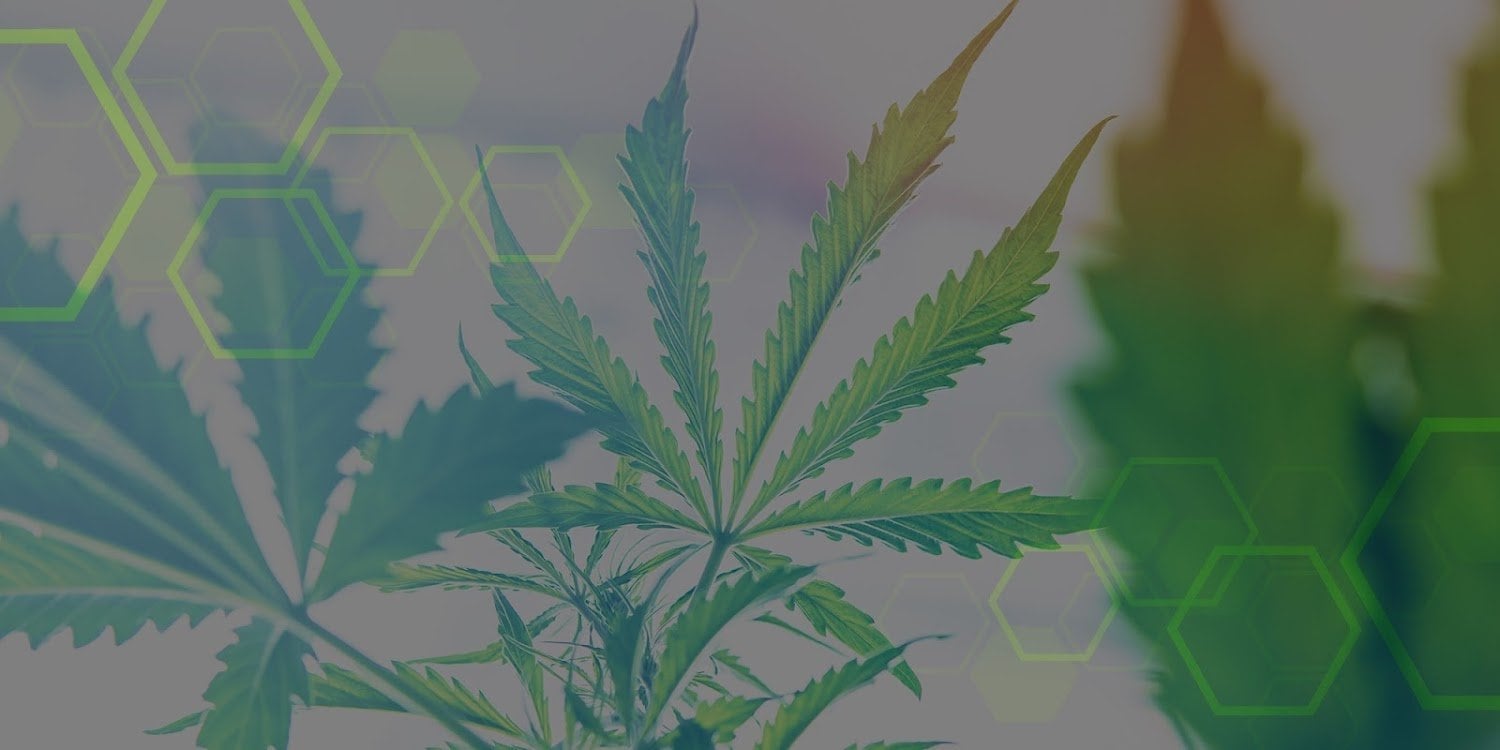 Siam Herbal Health CBD