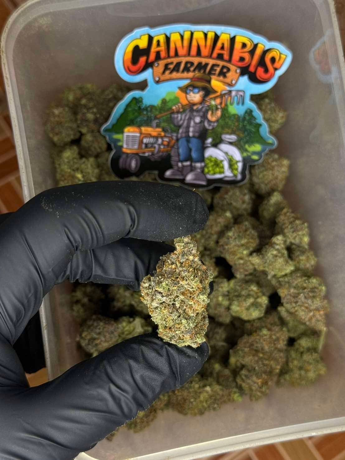 CannabisFarmer Mahasarakham