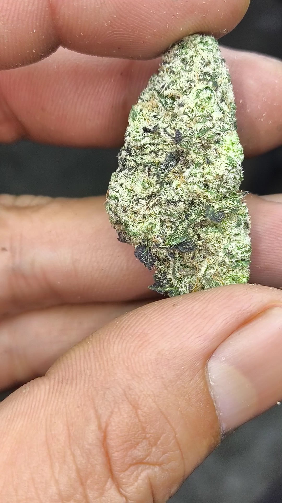 Zhuhook Weed