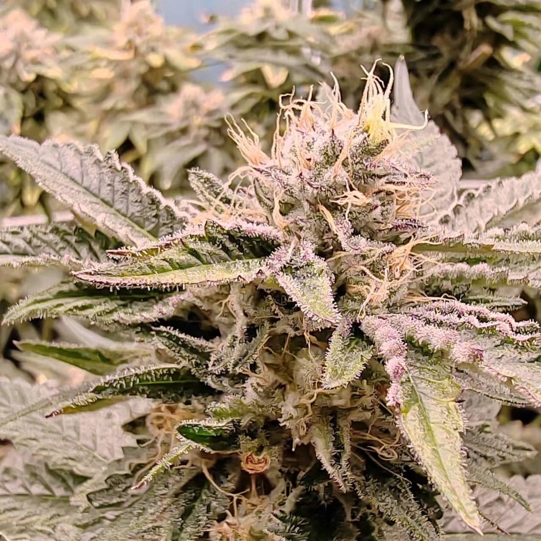 Cannabis Praew Love