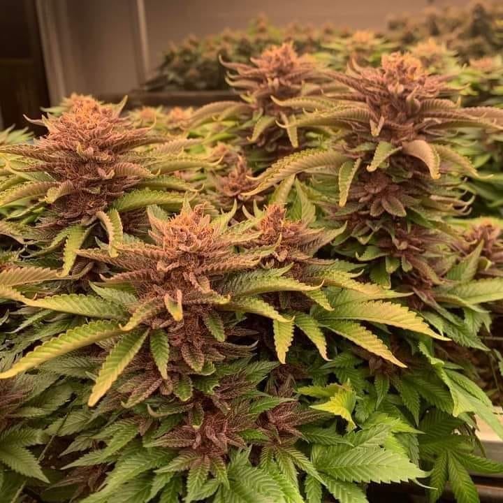 Weed Buffet CNX