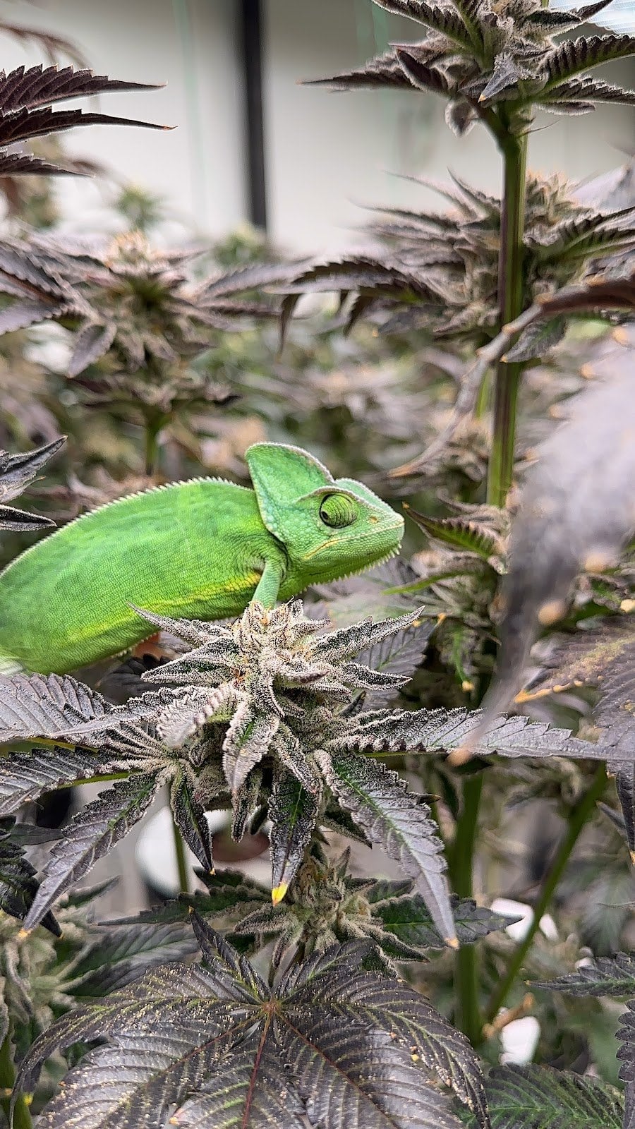 Sweet And High Co