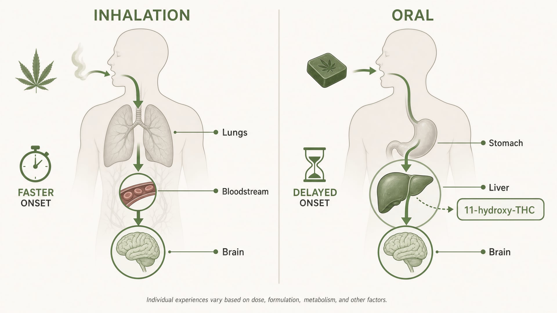 Split diagram comparing inhaled THC and oral THC pathways through the body.