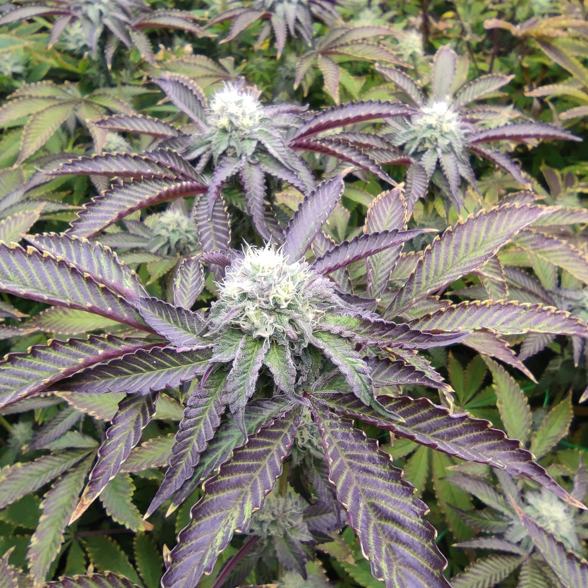 The Normal Buds