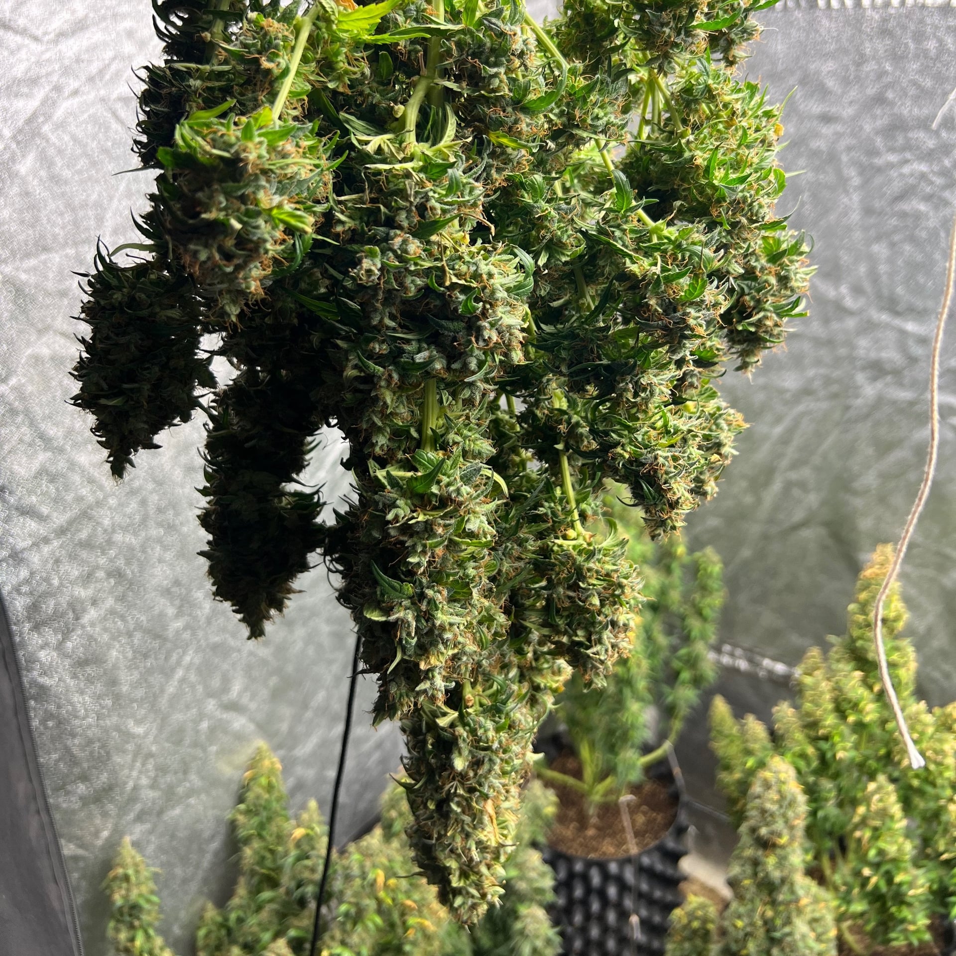 Maesaraing Cannabis Farm