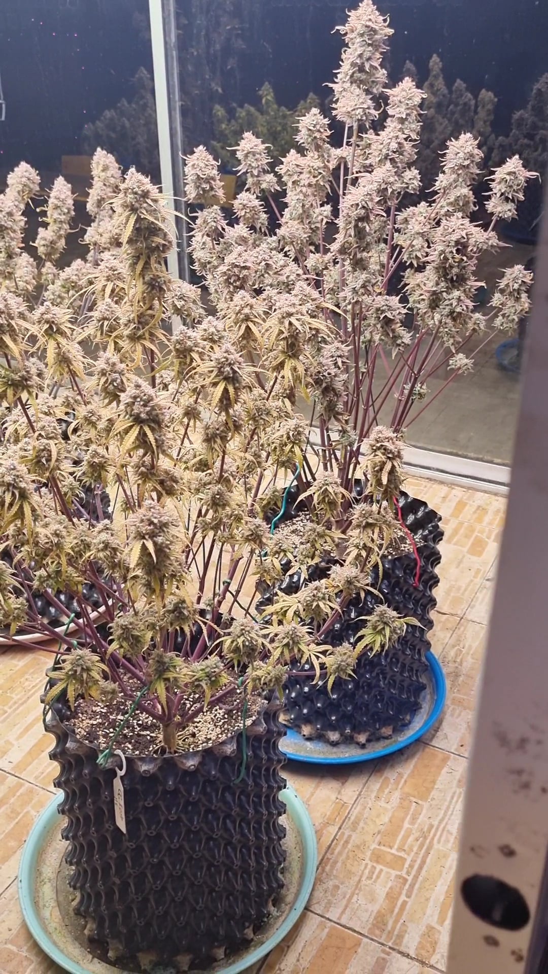 BC Green Grower Cafe