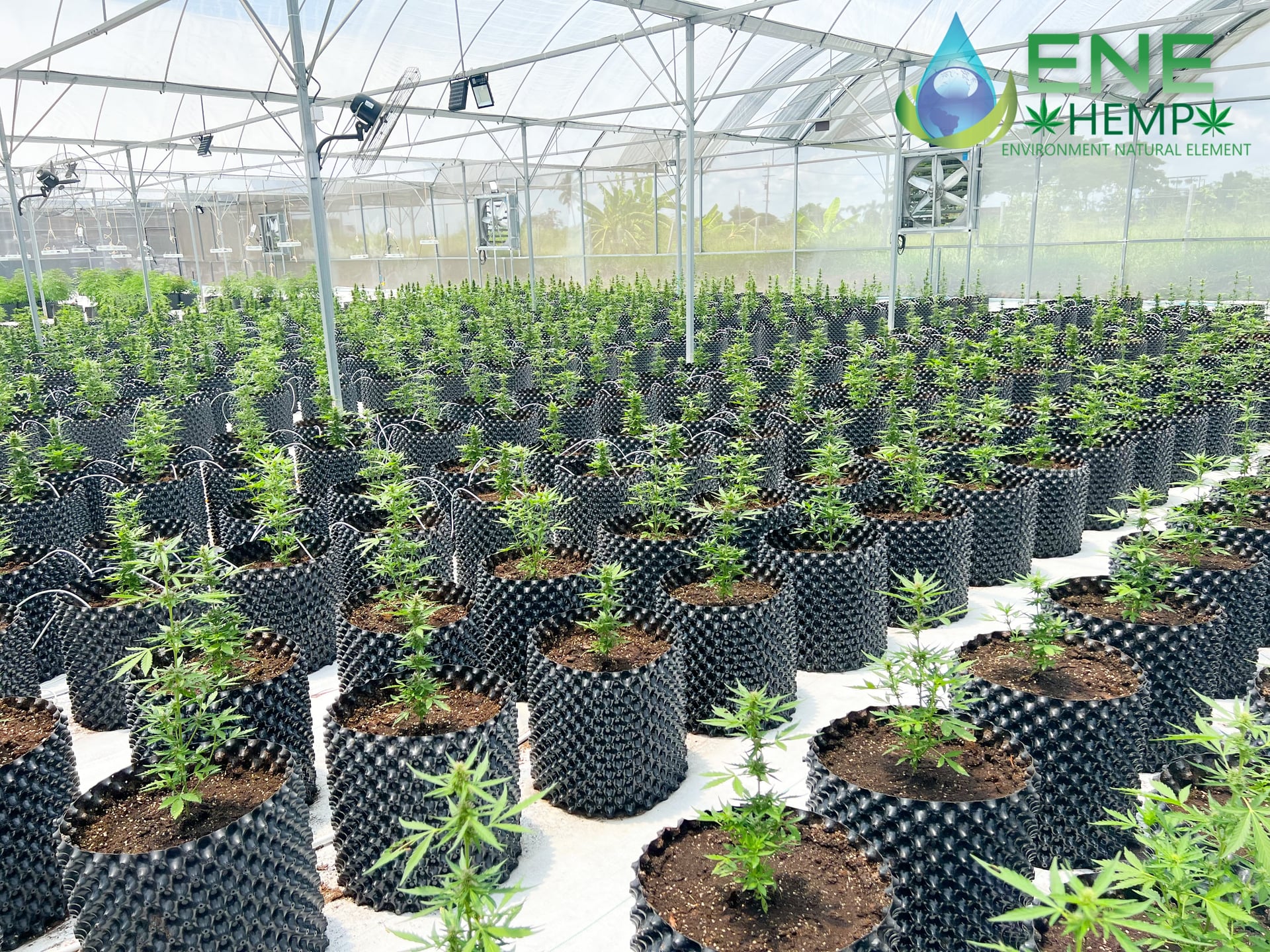 ENE THAI-Hemp