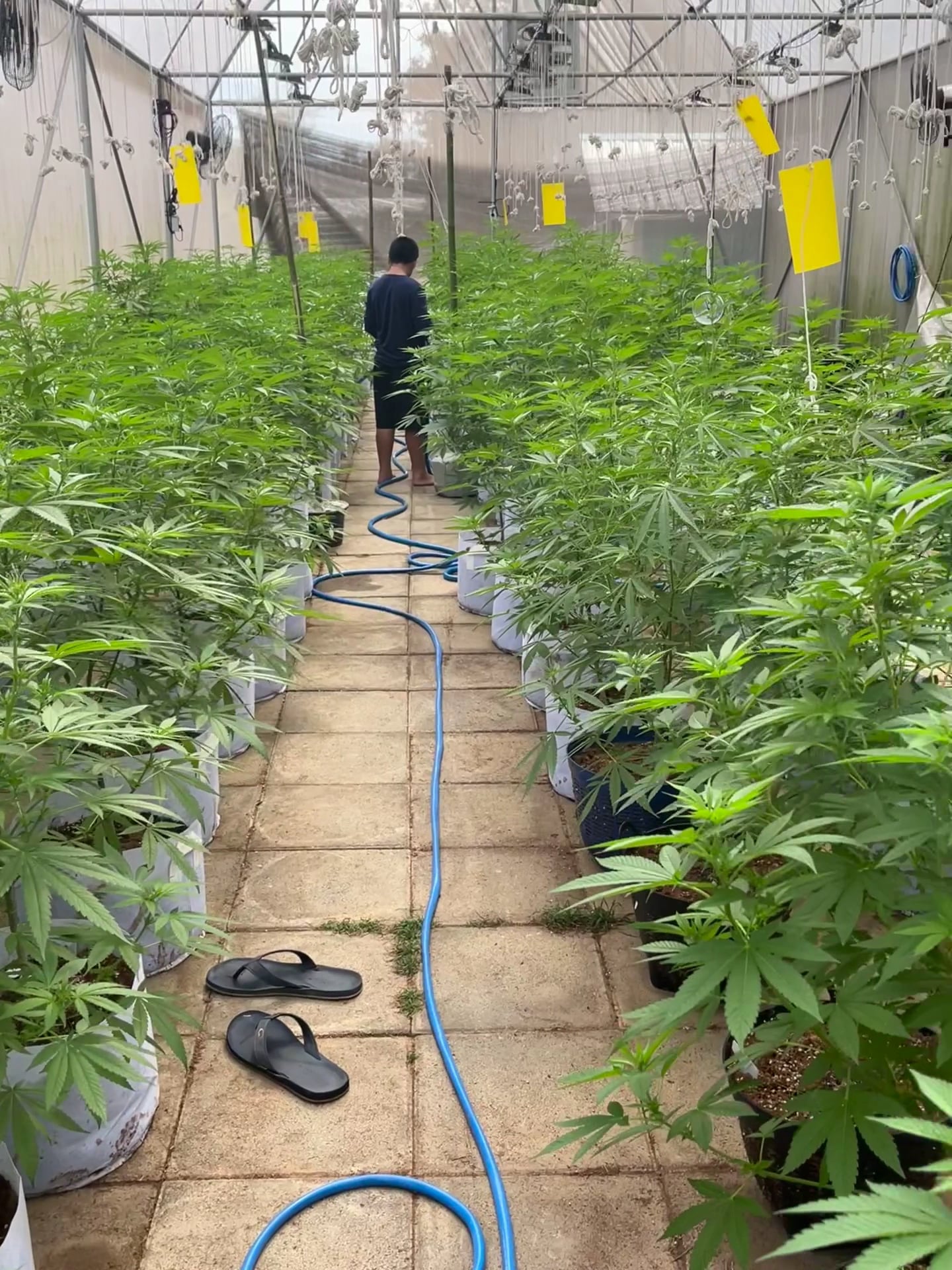High Harvest Cannabis Gallery Shop & Farm Weed