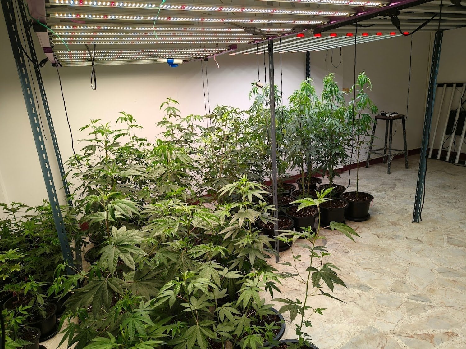 Cannabis Shop