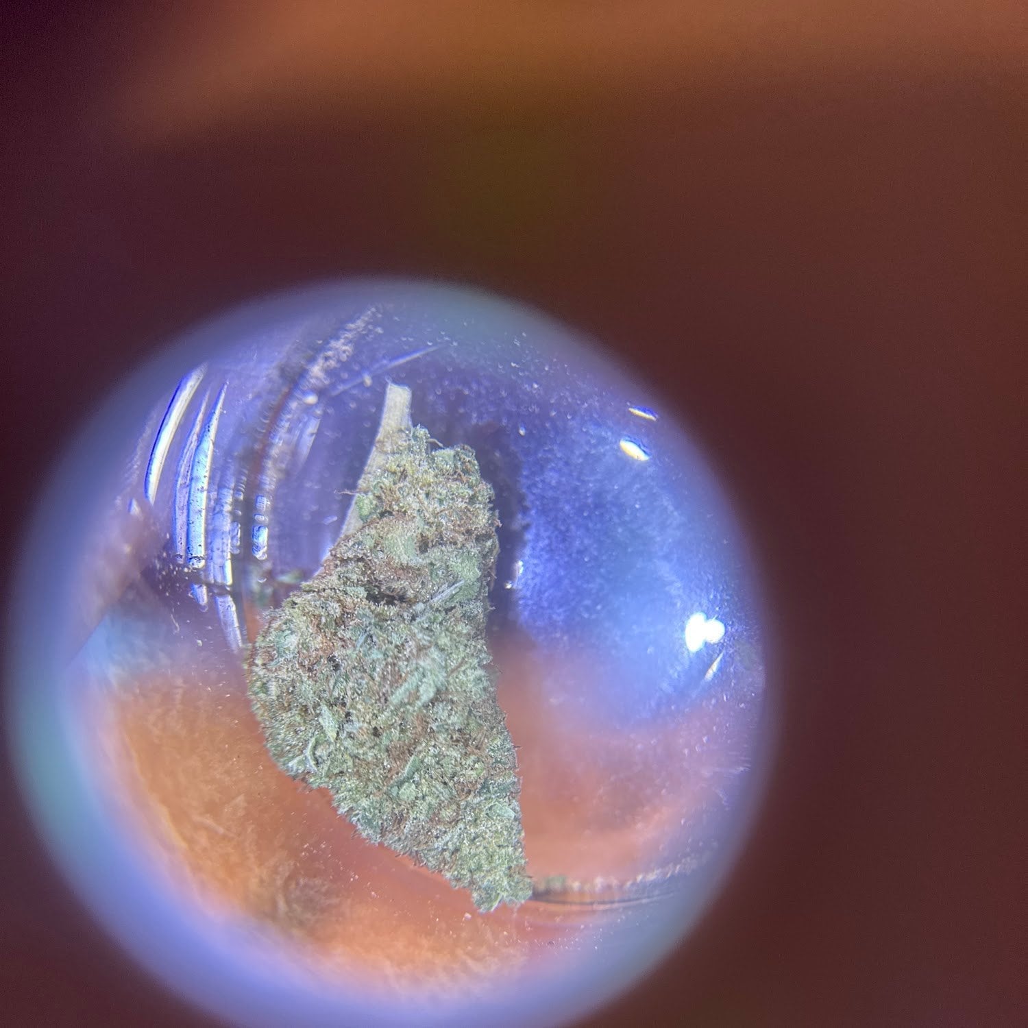 Cannabee Thapae