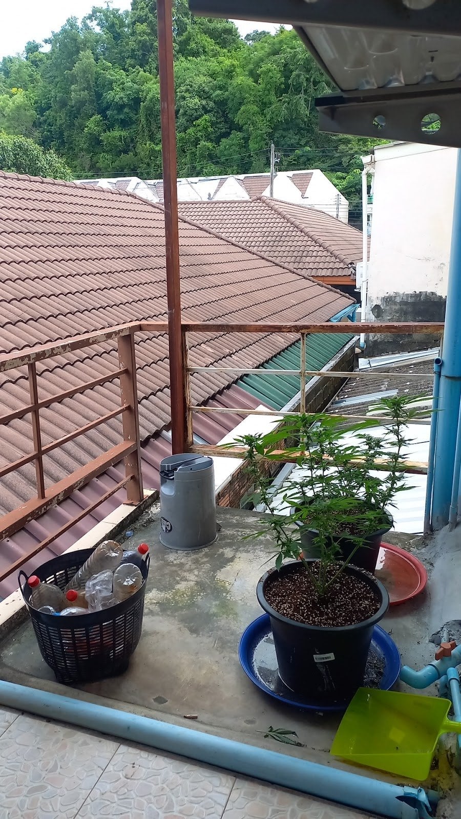 N.N.Organic Farm