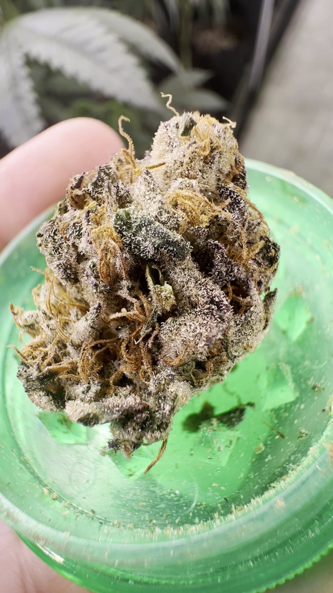 SKP Cannabis