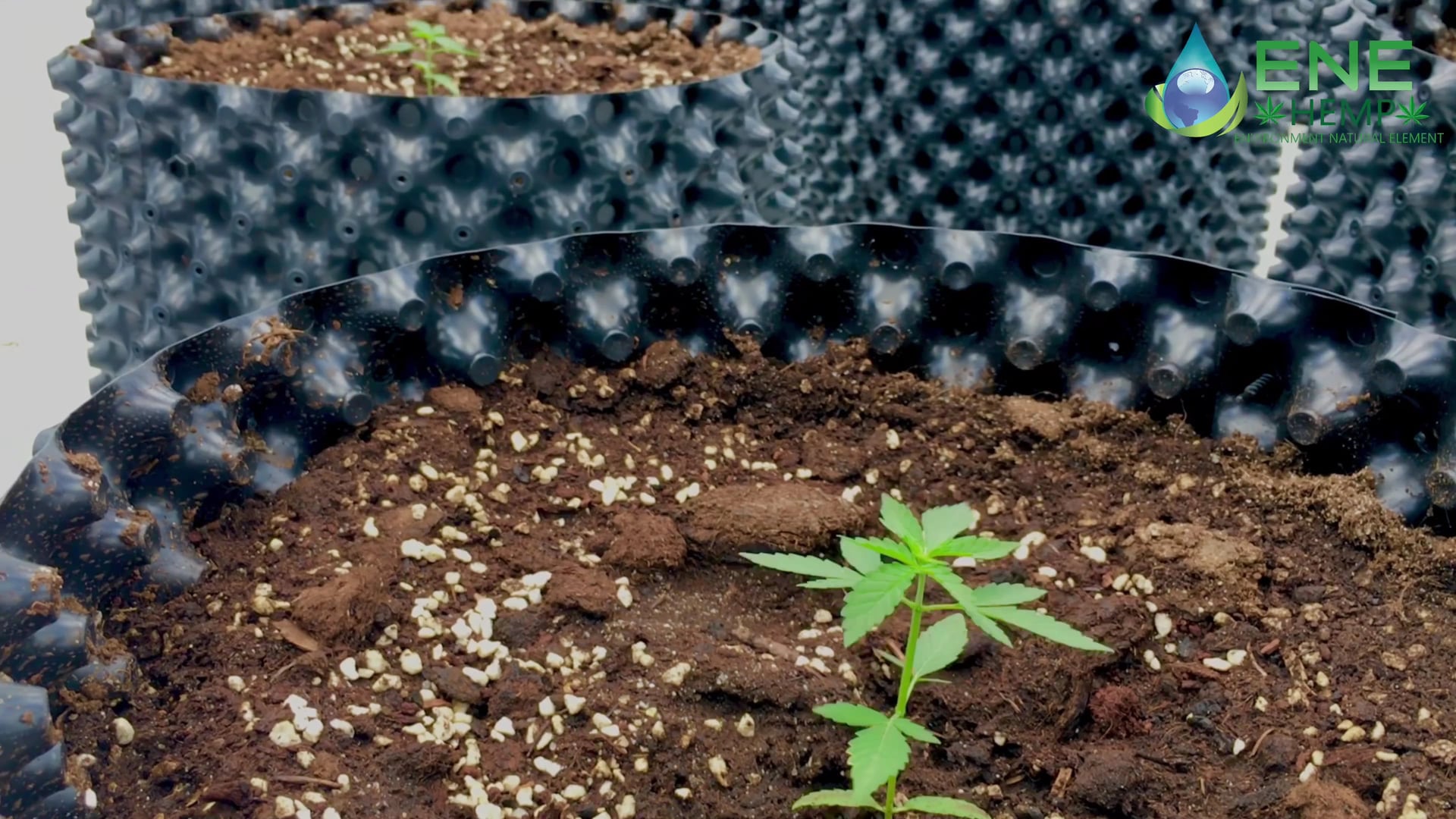 ENE THAI-Hemp