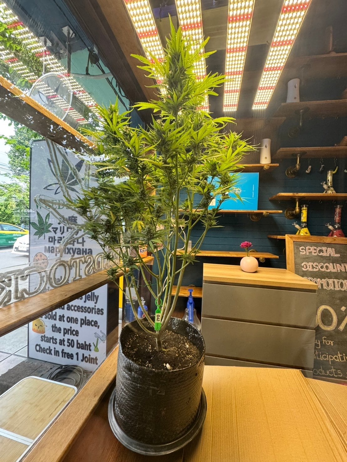 Weedstock Bang Kho Laem