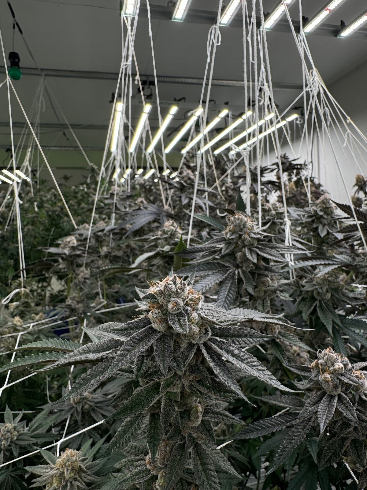 Highthai420