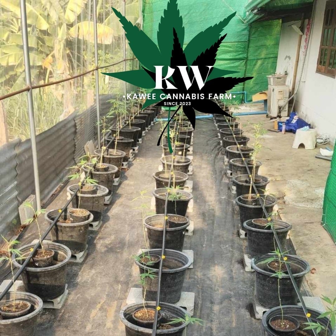 Kawee Cannabis Farm