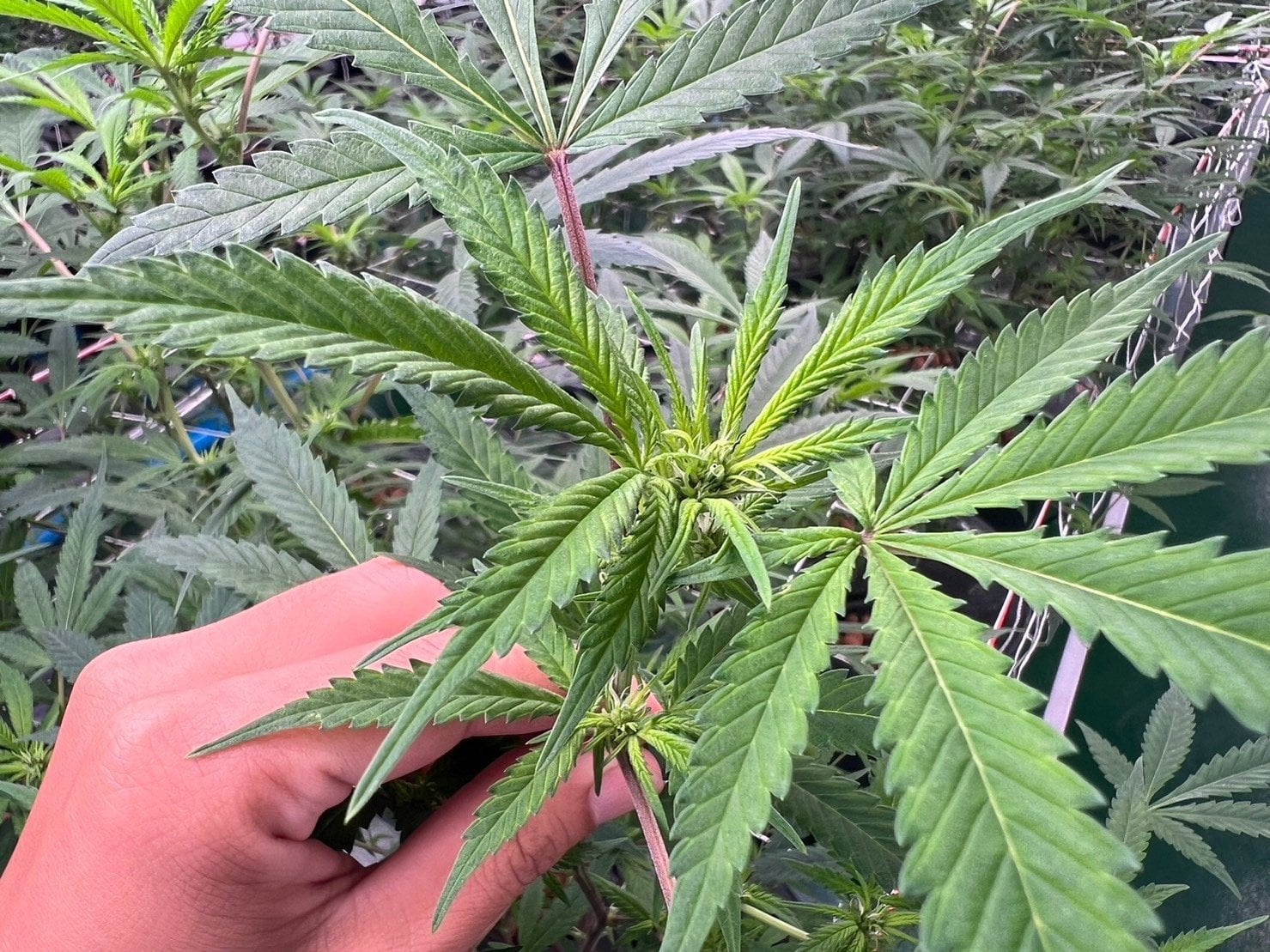 The Right Global Trading Co.,Ltd. RGTcannabis Farm