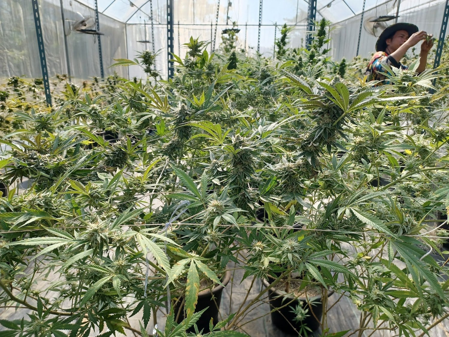 Lafayette Bars & Weed Canabis Farm