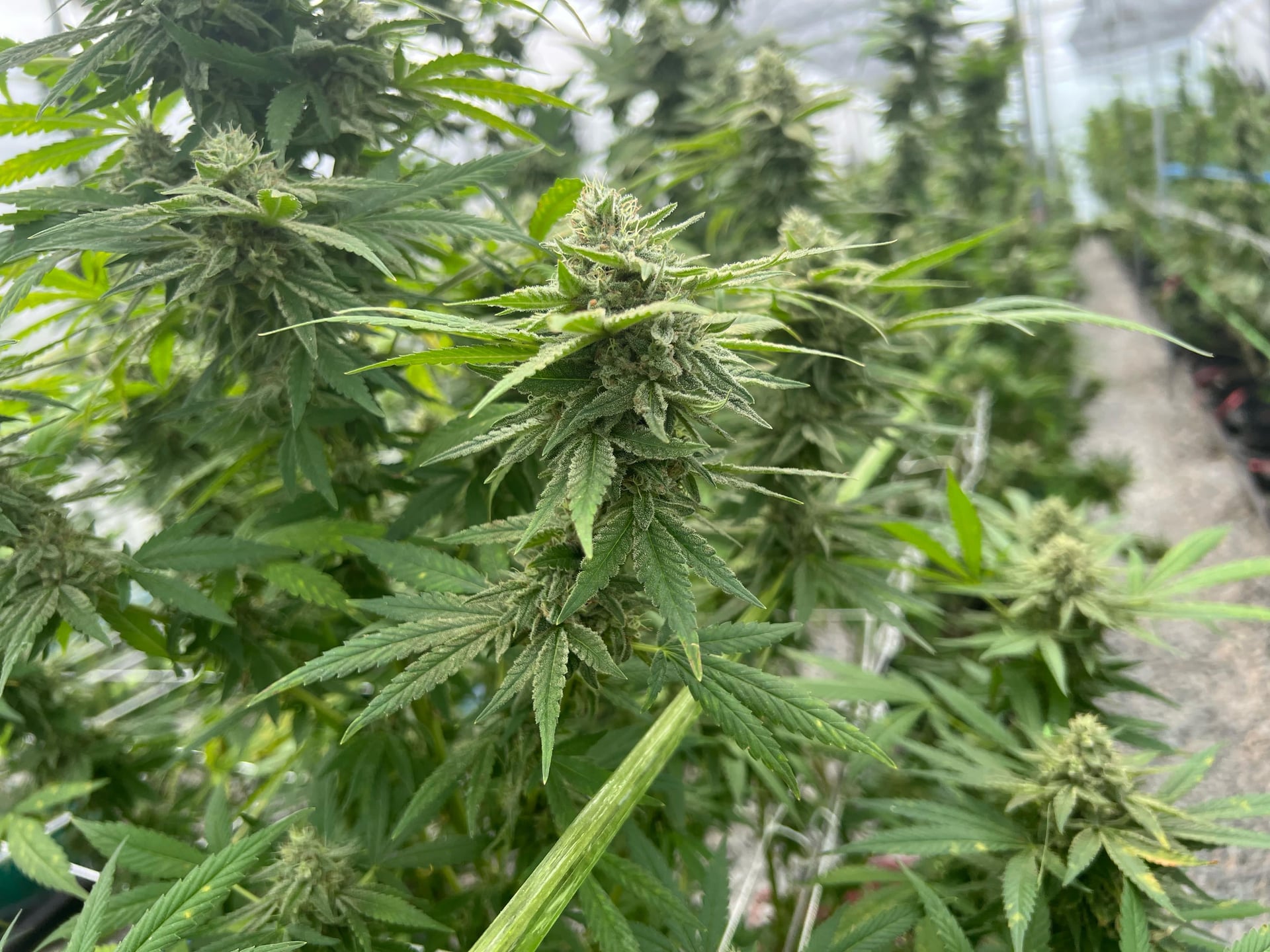 Global Partner Cannabis Farm