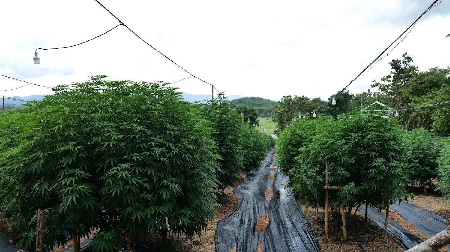 Thai CBG