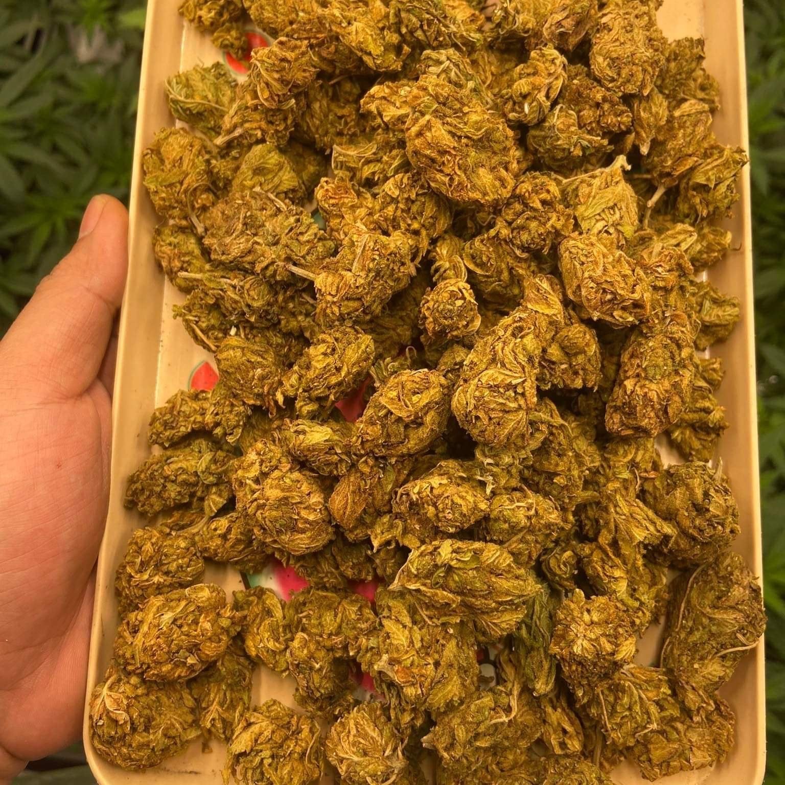 Nuea Rai Farm 420 Cafe