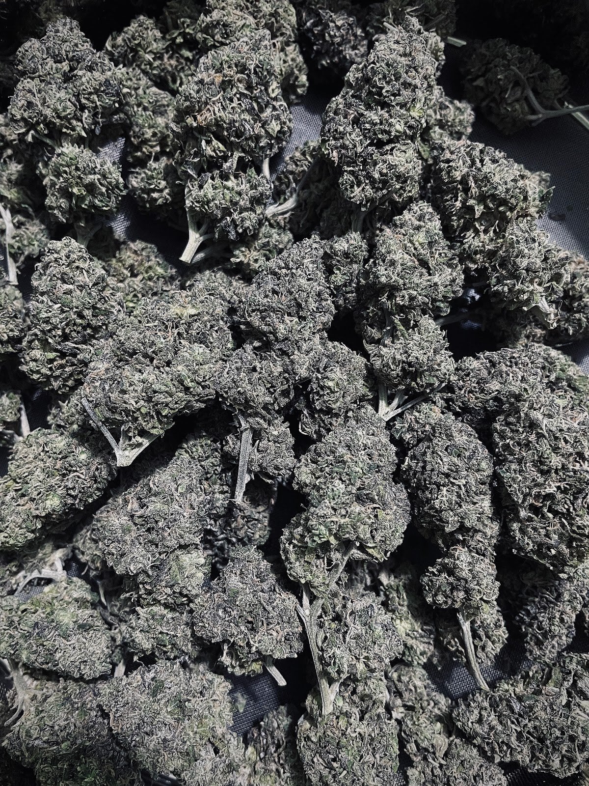 Konguneng.undergrow420