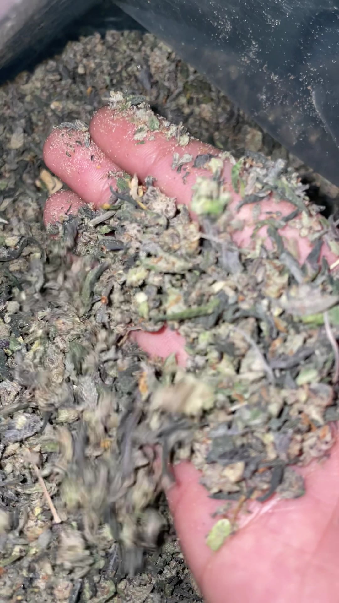 WorkWeed