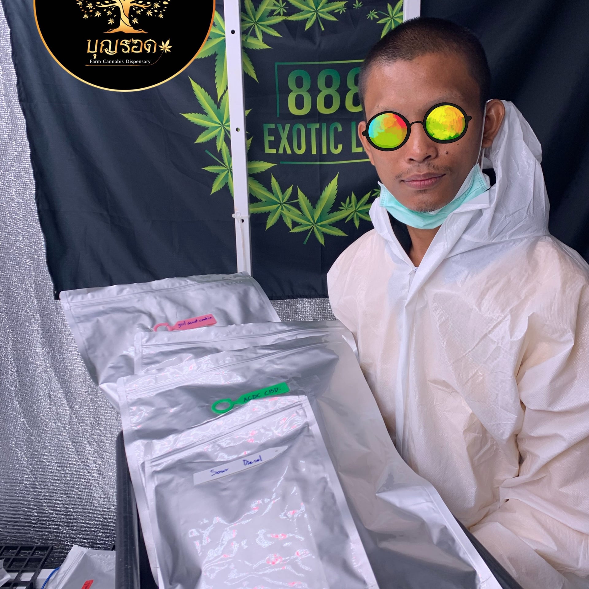 Ganja Buriram Farm Cannabis