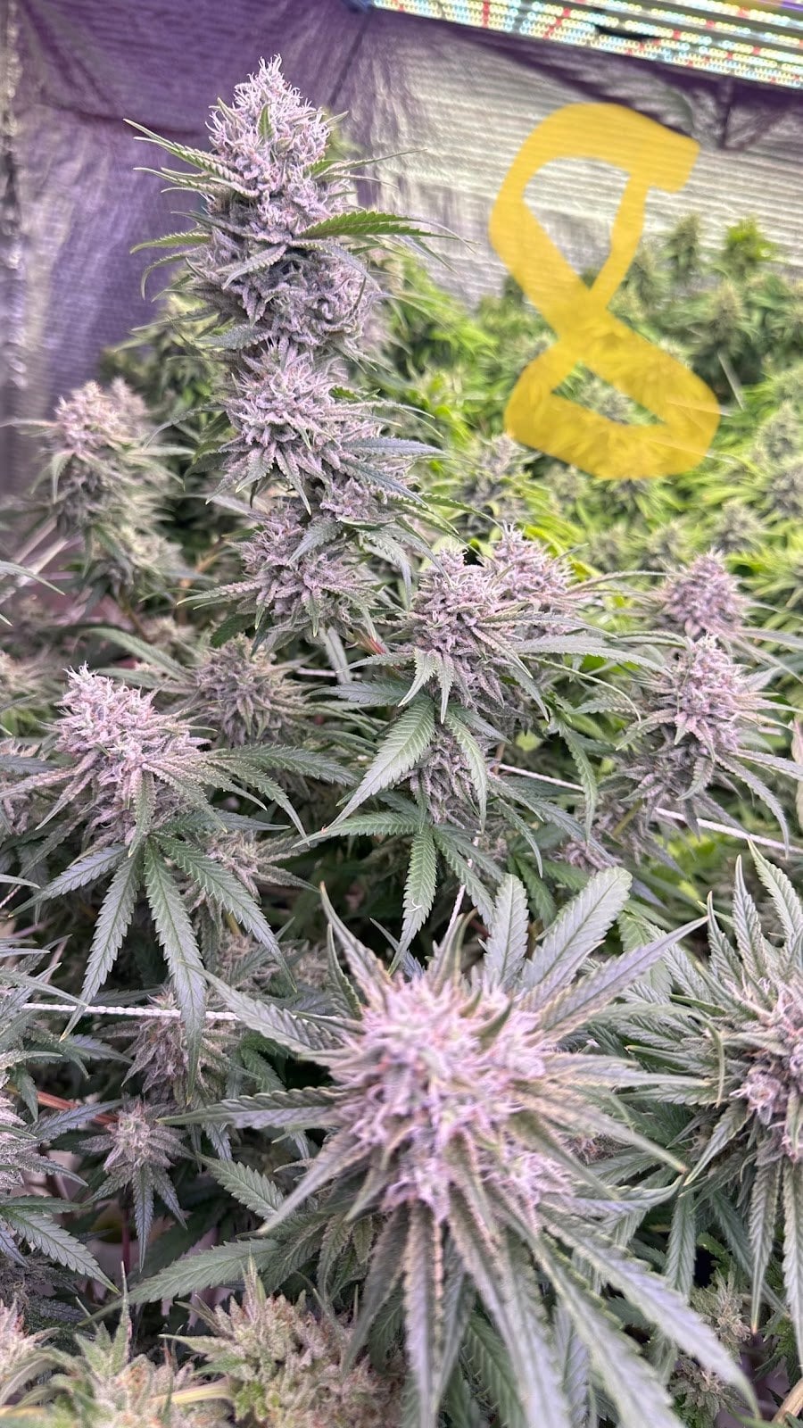 High Jungle X Kushcorner